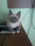 Augusto
