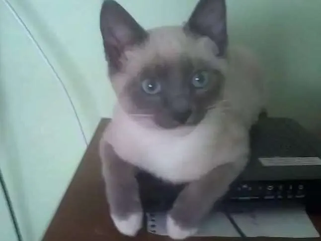Gato ra a Vira lata idade 1 ano nome Augusto