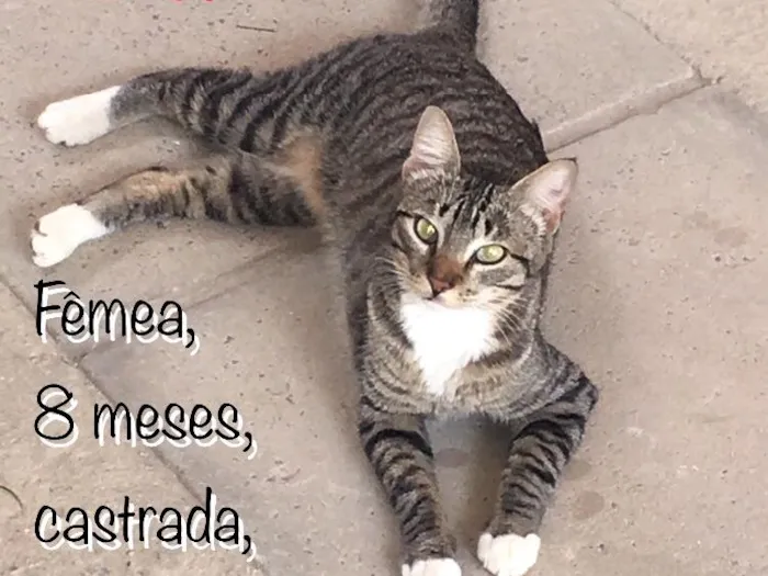 Gato ra a SRD idade 7 a 11 meses nome Lui