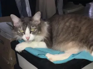 Gato raça SRD idade 1 ano nome Barbatana