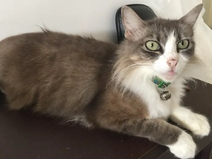 Gato ra a SRD idade 1 ano nome Barbatana