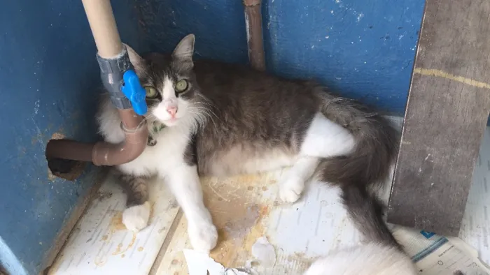 Gato ra a SRD idade 1 ano nome Barbatana