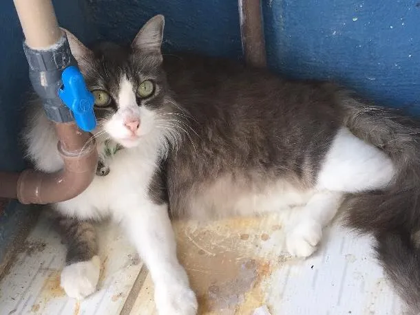 Gato ra a SRD idade 1 ano nome Barbatana