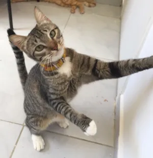 Gato raça SRD idade 7 a 11 meses nome Lui