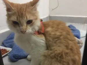 Gato raça SRD idade 7 a 11 meses nome Dandara