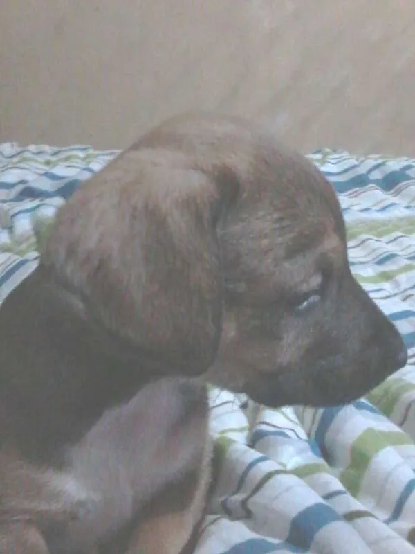 Cachorro ra a SRD idade 2 a 6 meses nome Beavis