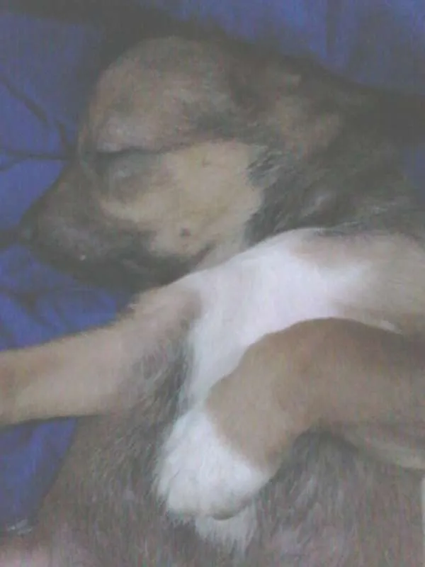 Cachorro ra a SRD idade 2 a 6 meses nome Beavis
