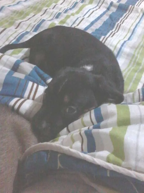 Cachorro ra a SRD idade 2 a 6 meses nome Shadow