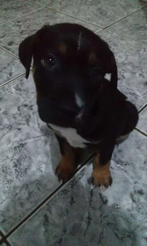 Cachorro ra a SRD idade 2 a 6 meses nome Shadow