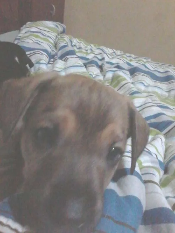 Cachorro ra a SRD idade 2 a 6 meses nome Tyller