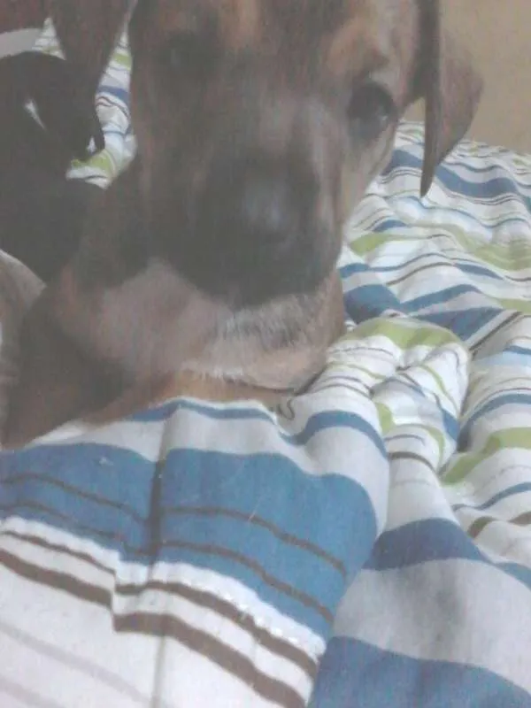 Cachorro ra a SRD idade 2 a 6 meses nome Tyller