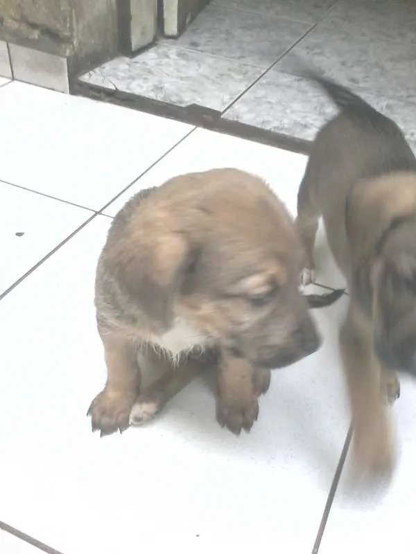 Cachorro ra a SRD idade 2 a 6 meses nome Ozzy
