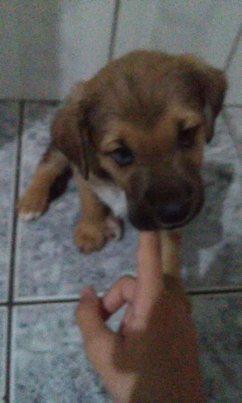 Cachorro ra a SRD idade 2 a 6 meses nome Ozzy