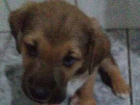 Cachorro ra a SRD idade 2 a 6 meses nome Ozzy