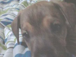 Cachorro raça SRD idade 2 a 6 meses nome Tyller