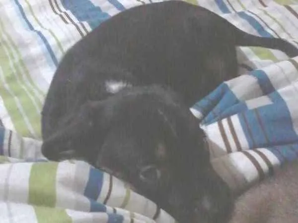 Cachorro ra a SRD idade 2 a 6 meses nome Shadow