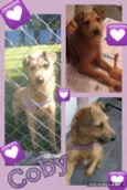 COBY!!!