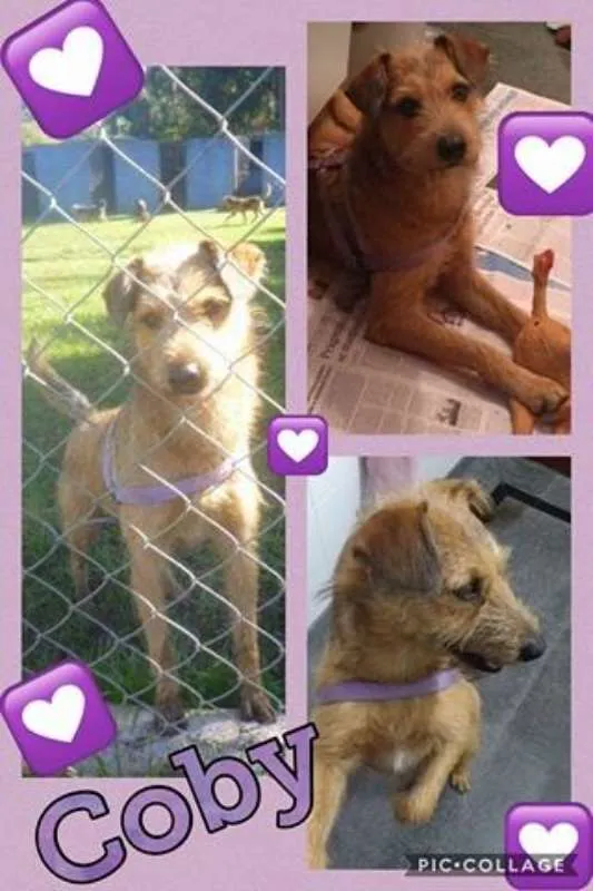 Cachorro ra a SRD idade 2 anos nome COBY!!!