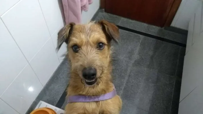 Cachorro ra a SRD idade 2 anos nome COBY!!!