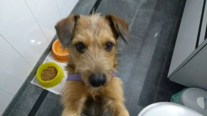 Cachorro ra a SRD idade 2 anos nome COBY!!!