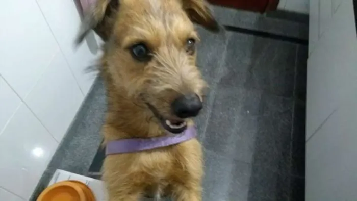 Cachorro ra a SRD idade 2 anos nome COBY!!!