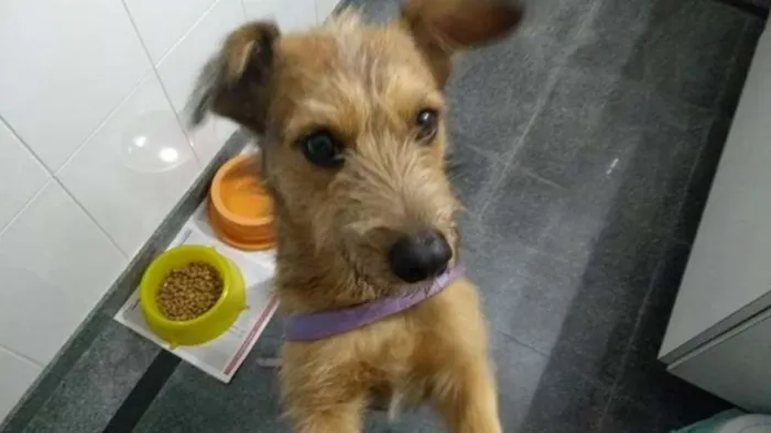 Cachorro ra a SRD idade 2 anos nome COBY!!!
