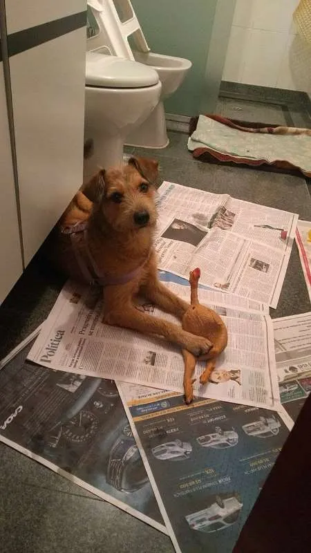 Cachorro ra a SRD idade 2 anos nome COBY!!!