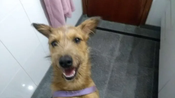Cachorro ra a SRD idade 2 anos nome COBY!!!