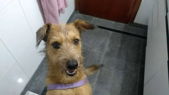 Cachorro ra a SRD idade 2 anos nome COBY!!!