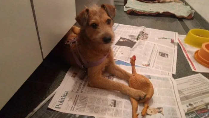 Cachorro ra a SRD idade 2 anos nome COBY!!!