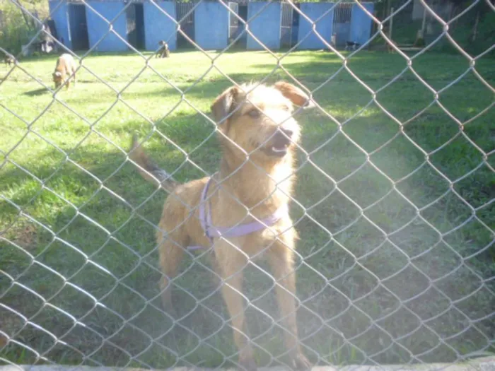 Cachorro ra a SRD idade 2 anos nome COBY!!!