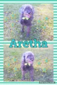 ARETHA