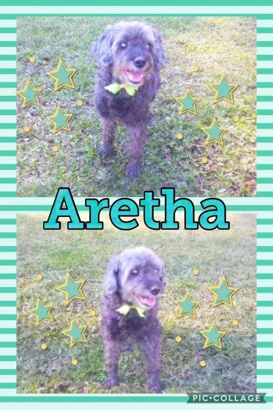 Cachorro ra a POODLE/SRD idade 6 ou mais anos nome ARETHA