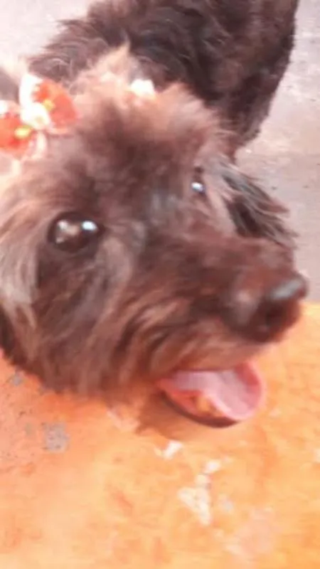 Cachorro ra a POODLE/SRD idade 6 ou mais anos nome ARETHA