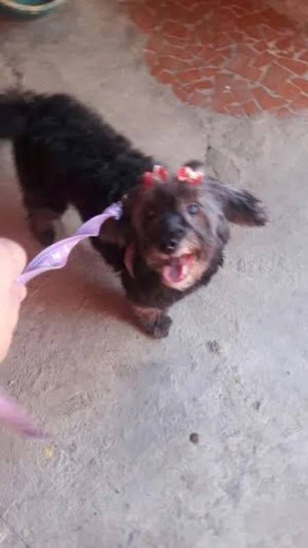 Cachorro ra a POODLE/SRD idade 6 ou mais anos nome ARETHA
