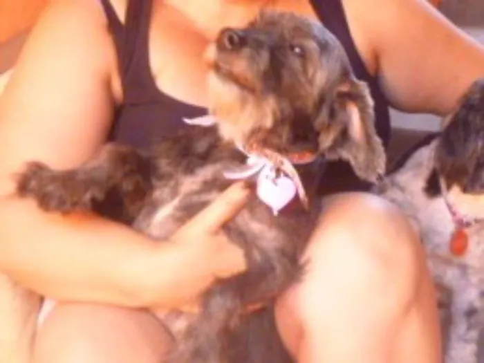 Cachorro ra a POODLE/SRD idade 6 ou mais anos nome ARETHA