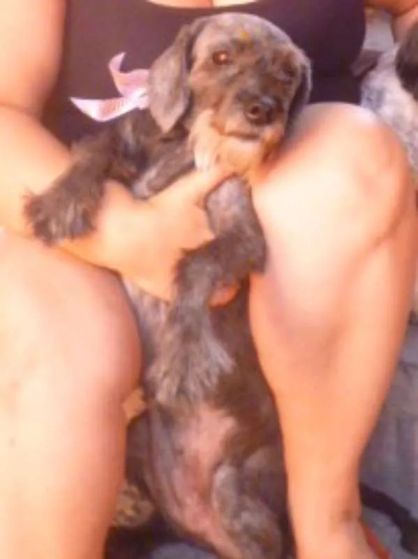 Cachorro ra a POODLE/SRD idade 6 ou mais anos nome ARETHA