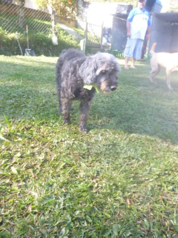 Cachorro ra a POODLE/SRD idade 6 ou mais anos nome ARETHA