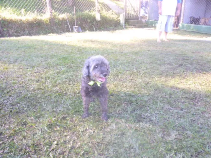 Cachorro ra a POODLE/SRD idade 6 ou mais anos nome ARETHA