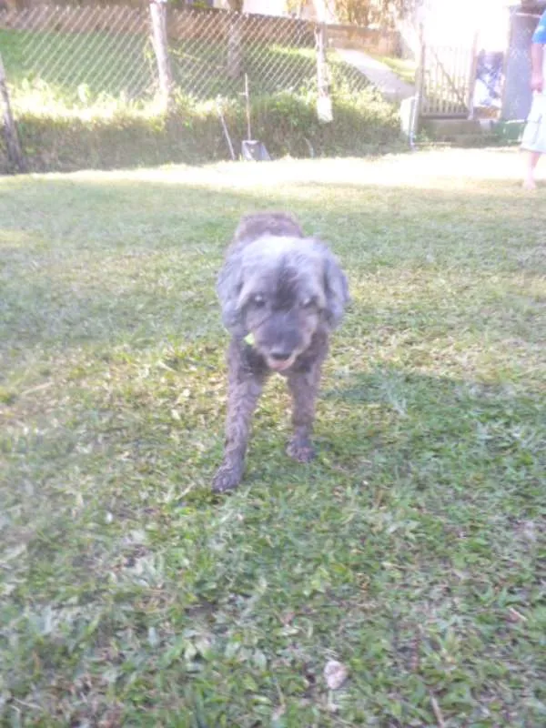 Cachorro ra a POODLE/SRD idade 6 ou mais anos nome ARETHA