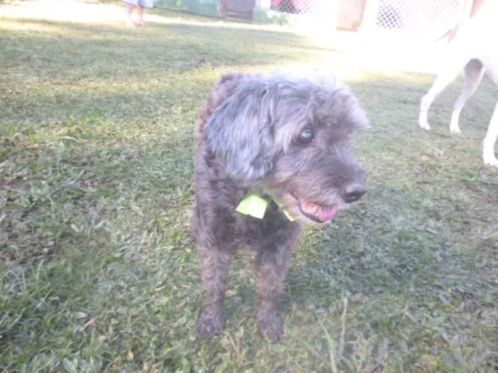 Cachorro ra a POODLE/SRD idade 6 ou mais anos nome ARETHA