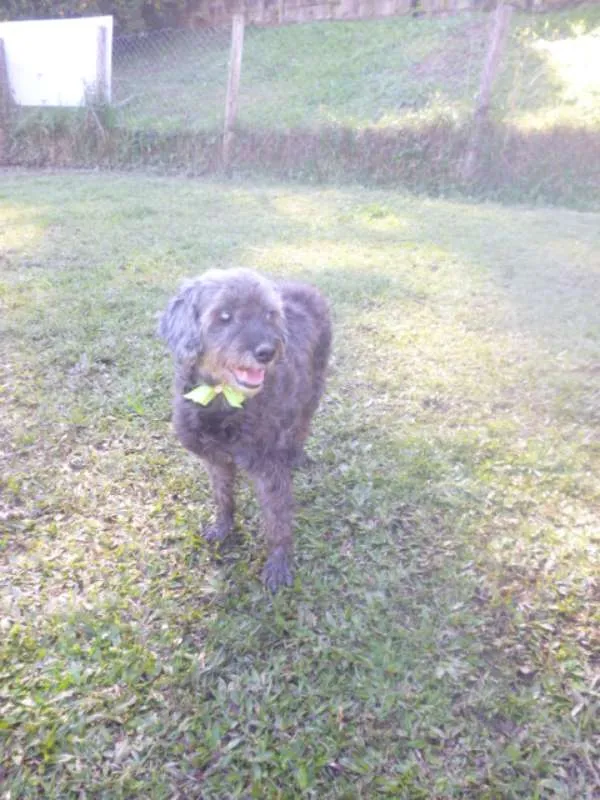 Cachorro ra a POODLE/SRD idade 6 ou mais anos nome ARETHA