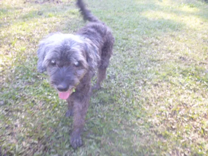 Cachorro ra a POODLE/SRD idade 6 ou mais anos nome ARETHA