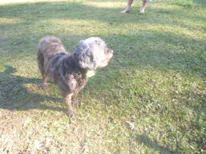 Cachorro ra a POODLE/SRD idade 6 ou mais anos nome ARETHA