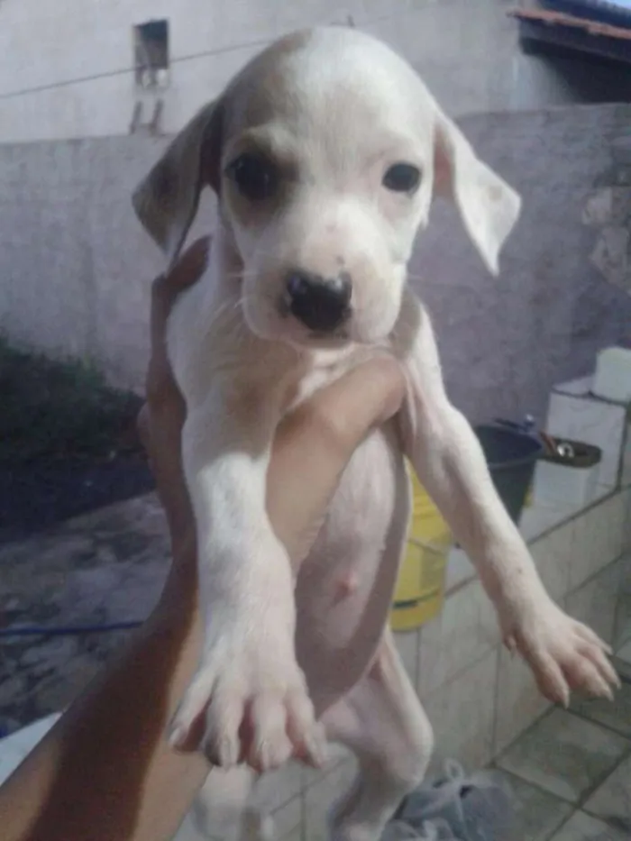 Cachorro ra a Vira Lata idade Abaixo de 2 meses nome Jade,Lilica,Mel eBob