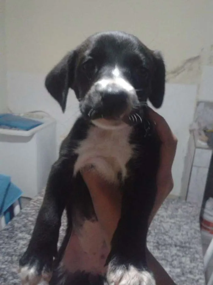 Cachorro ra a Vira Lata idade Abaixo de 2 meses nome Jade,Lilica,Mel eBob