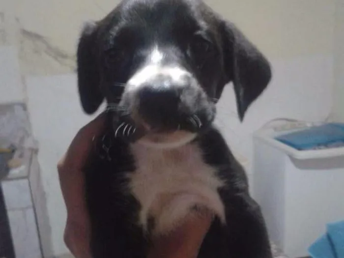 Cachorro ra a Vira Lata idade Abaixo de 2 meses nome Jade,Lilica,Mel eBob