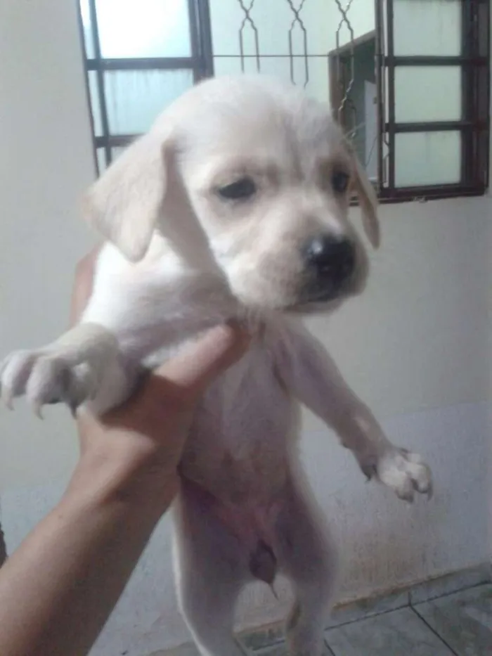 Cachorro ra a Vira Lata idade Abaixo de 2 meses nome Jade,Lilica,Mel eBob