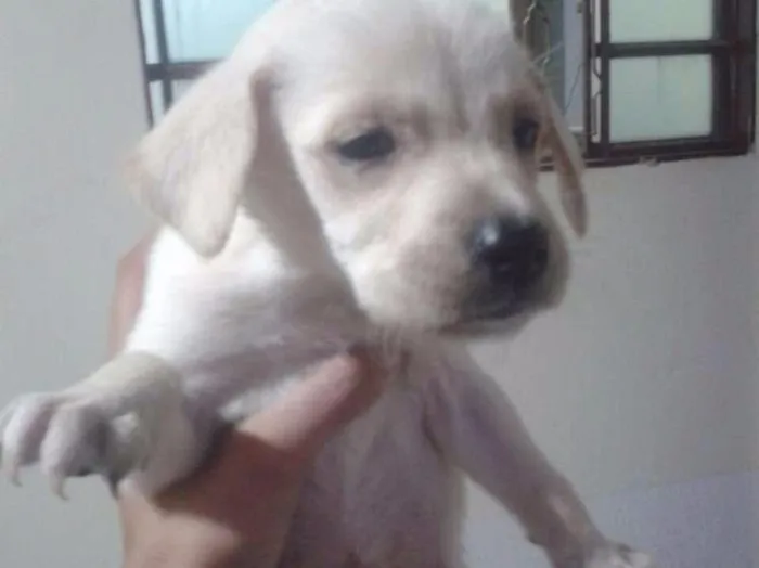 Cachorro ra a Vira Lata idade Abaixo de 2 meses nome Jade,Lilica,Mel eBob