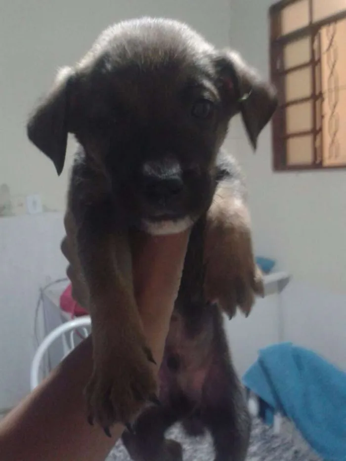 Cachorro ra a Vira Lata idade Abaixo de 2 meses nome Jade,Lilica,Mel eBob